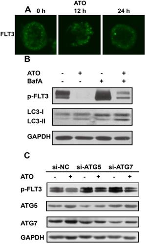 J Cancer Image