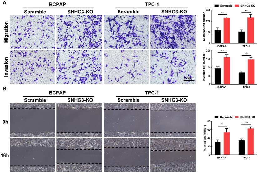 J Cancer Image