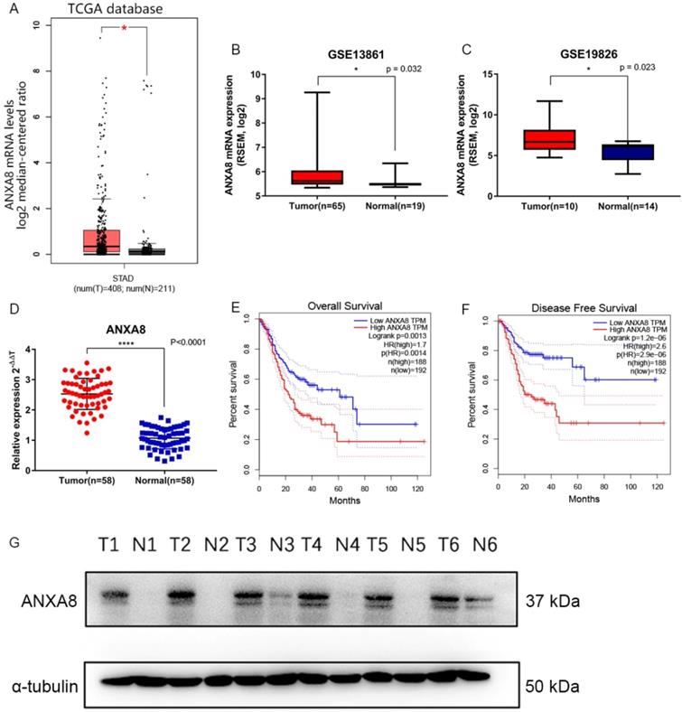 J Cancer Image