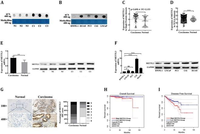 J Cancer Image