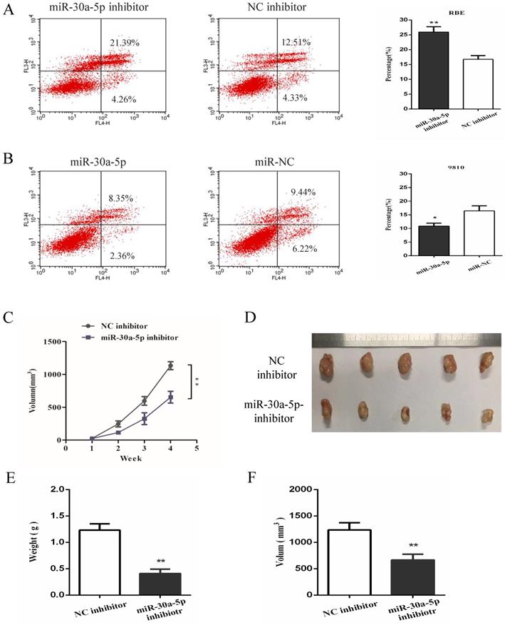 J Cancer Image