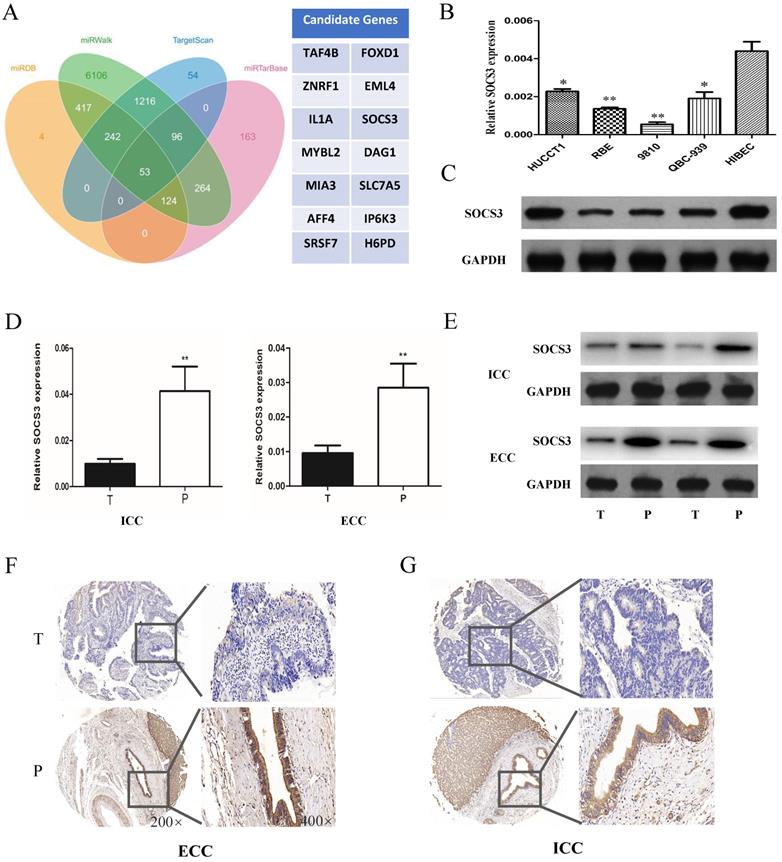 J Cancer Image