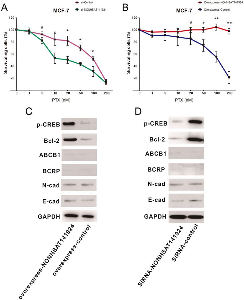 J Cancer Image