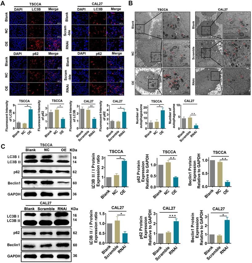 J Cancer Image