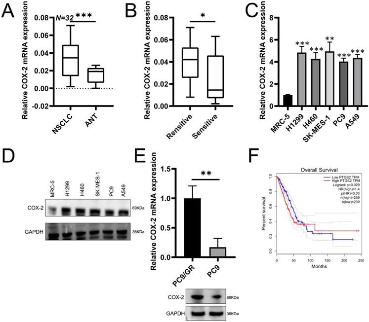 J Cancer Image