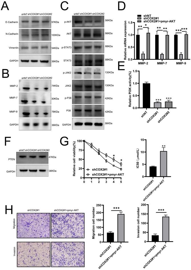 J Cancer Image