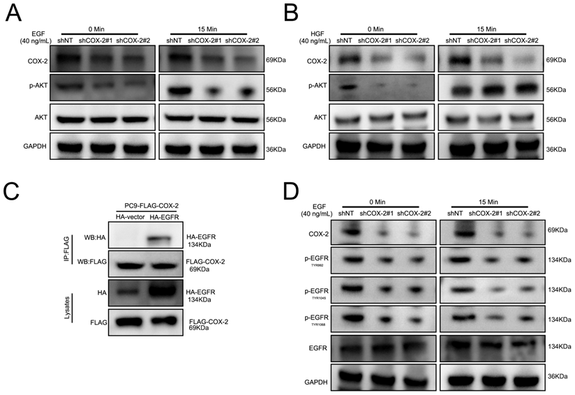 J Cancer Image