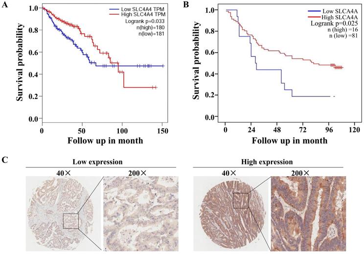 J Cancer Image