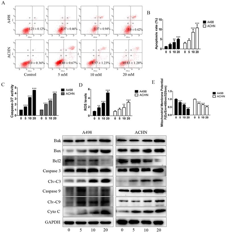 J Cancer Image