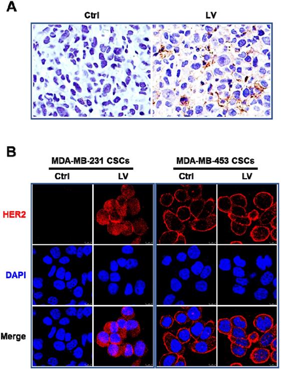 J Cancer Image