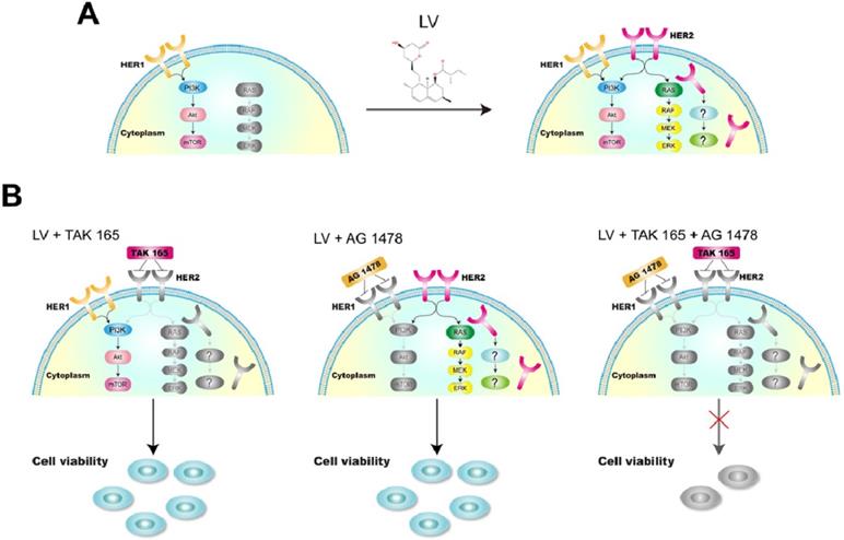 J Cancer Image