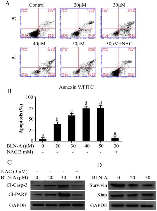 J Cancer Image