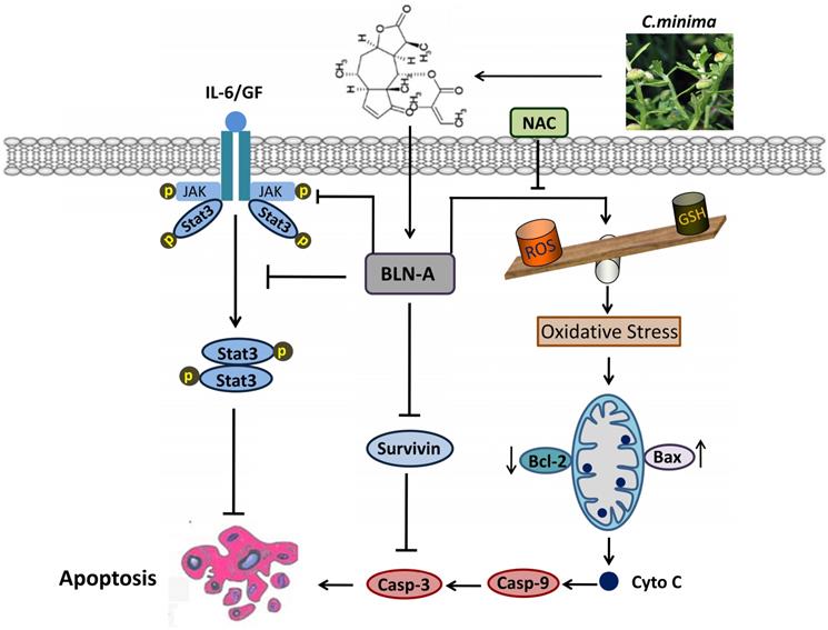 J Cancer Image