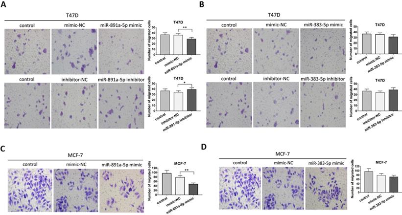 J Cancer Image