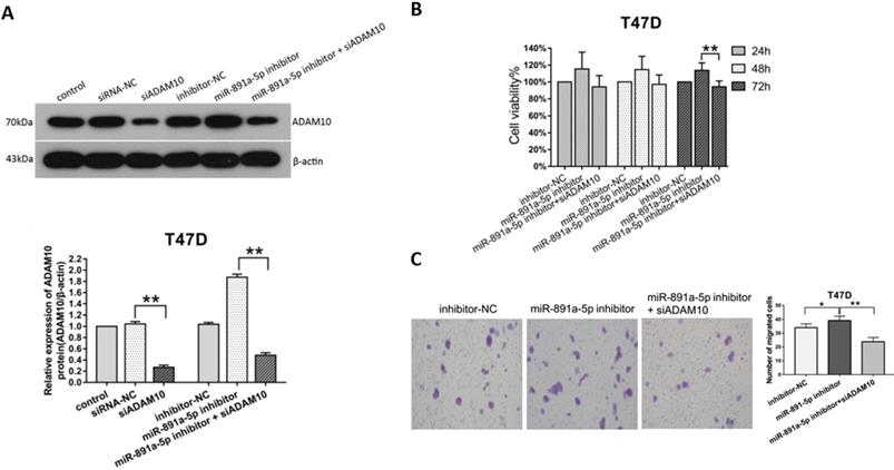 J Cancer Image