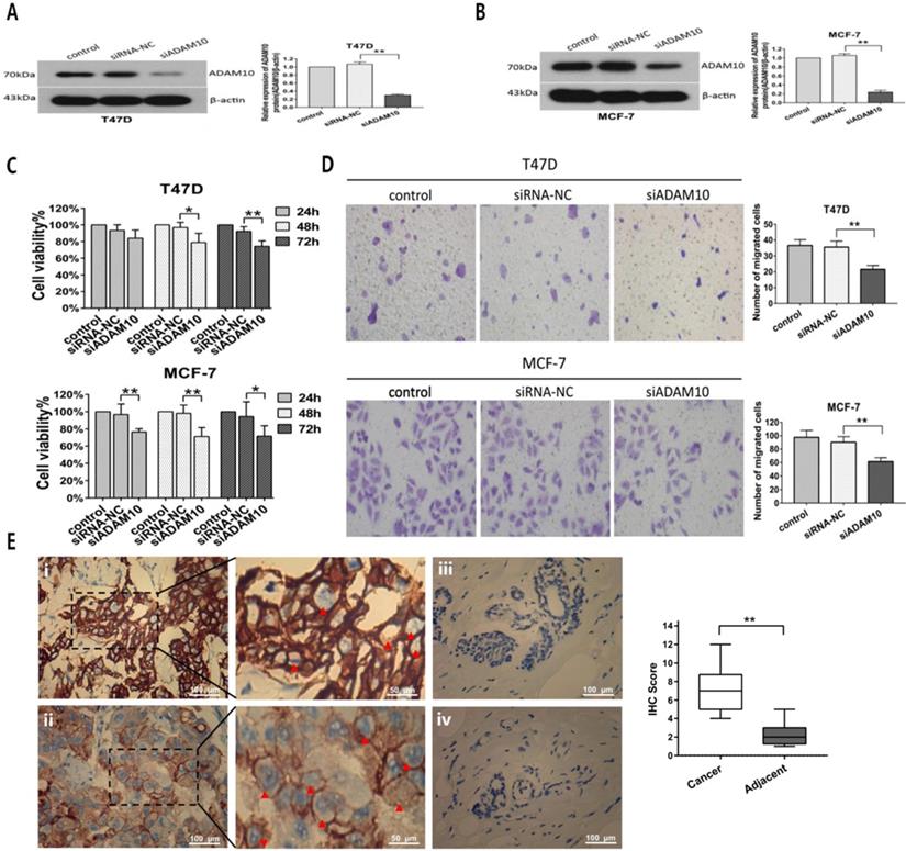 J Cancer Image