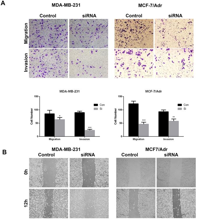 J Cancer Image