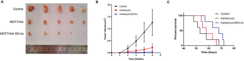 J Cancer Image