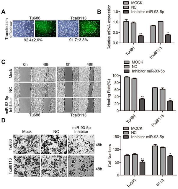 J Cancer Image