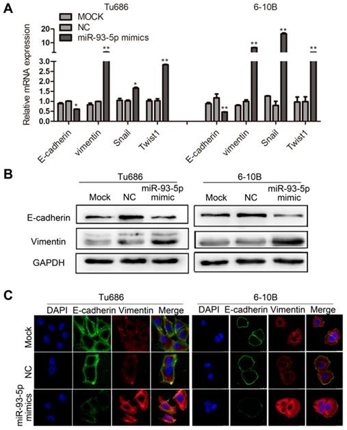 J Cancer Image