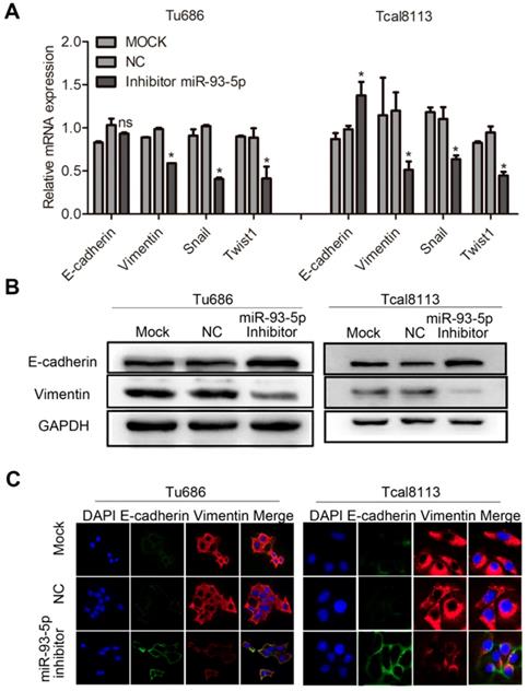 J Cancer Image