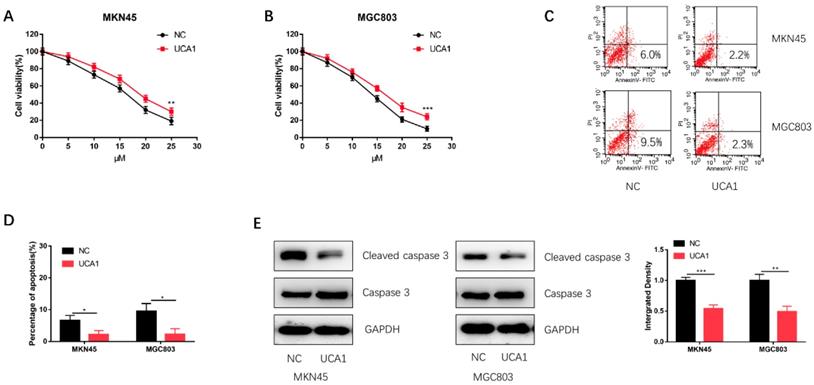 J Cancer Image