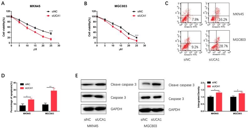 J Cancer Image