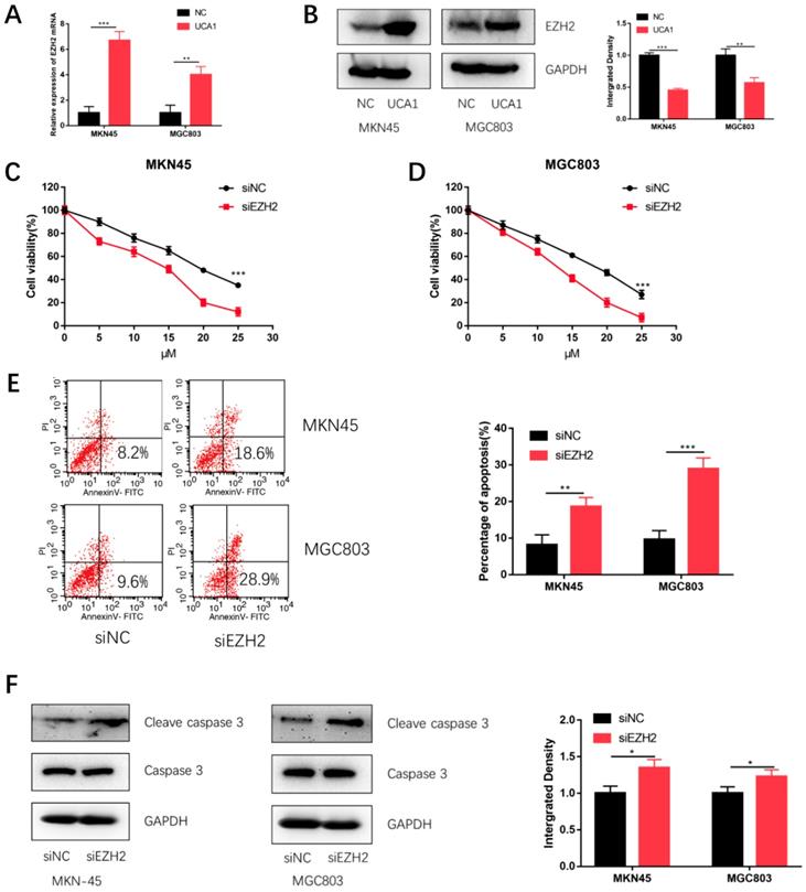 J Cancer Image