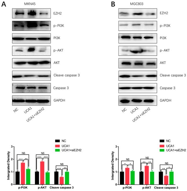 J Cancer Image