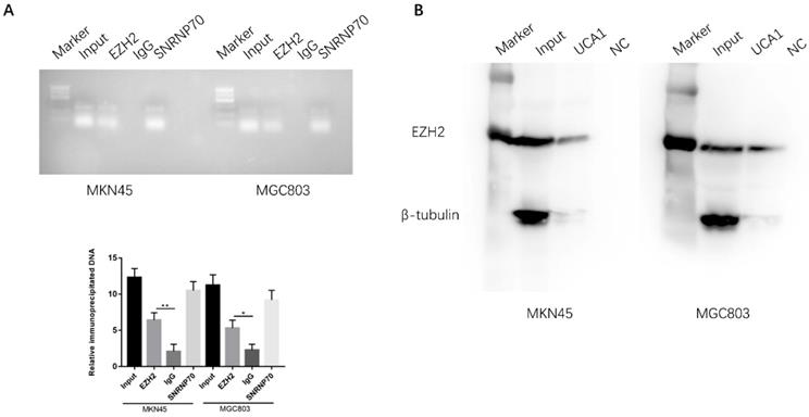 J Cancer Image