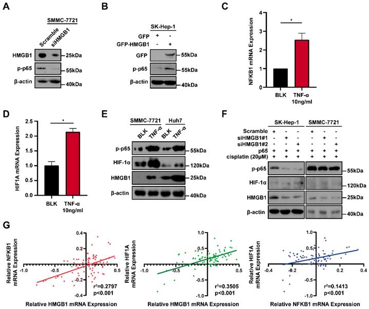 J Cancer Image