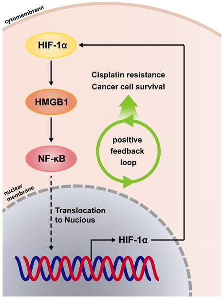 J Cancer Image