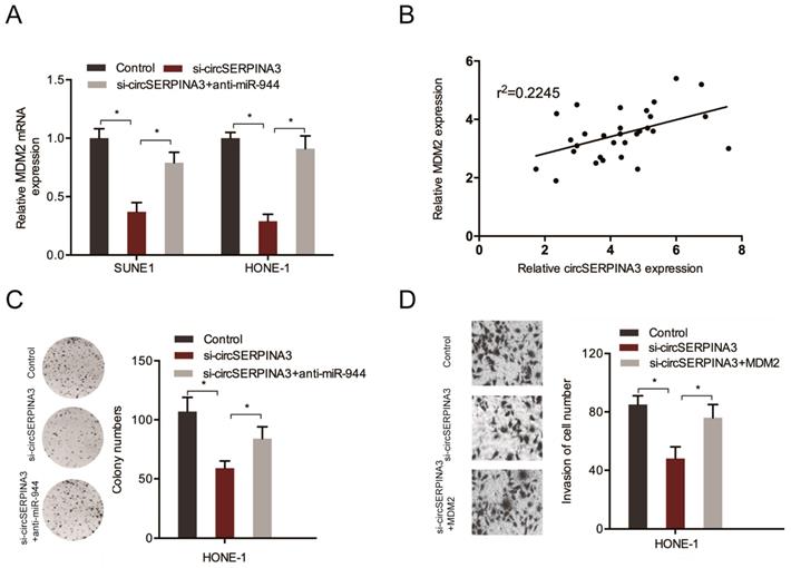 J Cancer Image