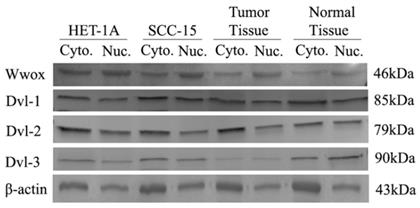 J Cancer Image