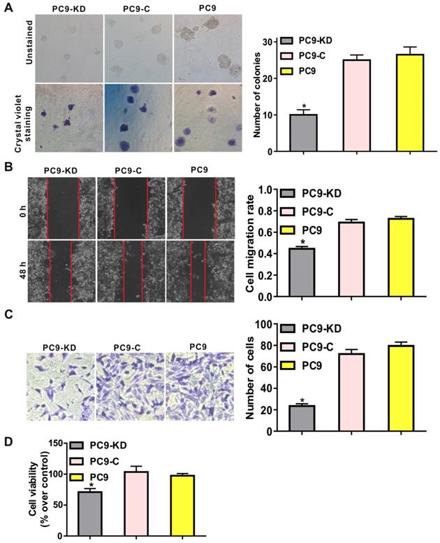 J Cancer Image