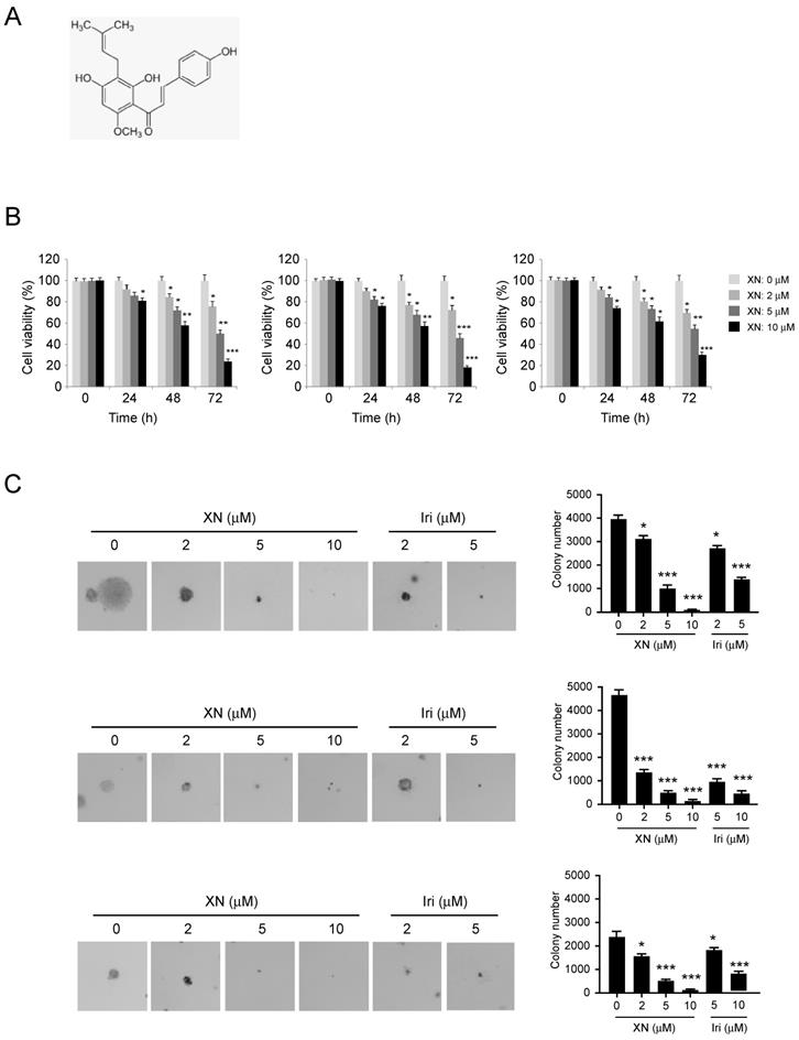 J Cancer Image