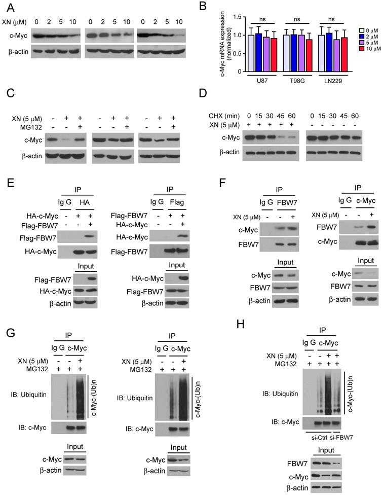 J Cancer Image