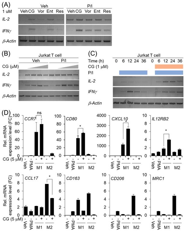 J Cancer Image