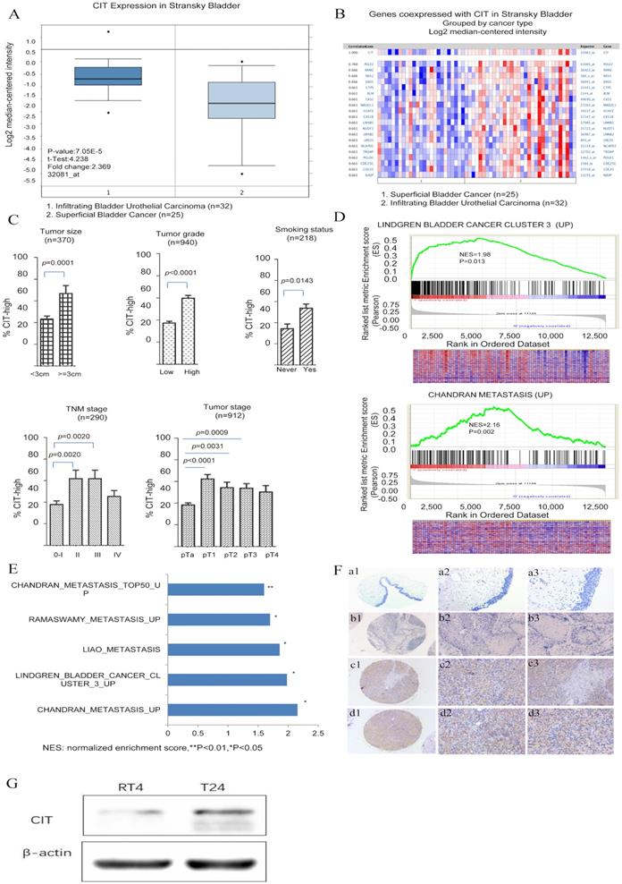 J Cancer Image