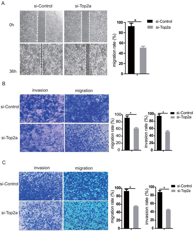 J Cancer Image