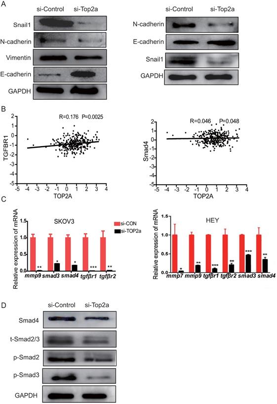 J Cancer Image