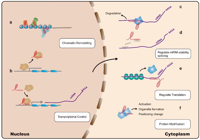 J Cancer Image