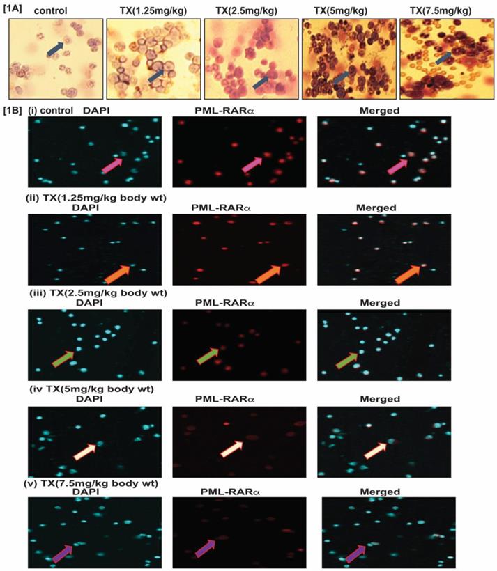 J Cancer Image