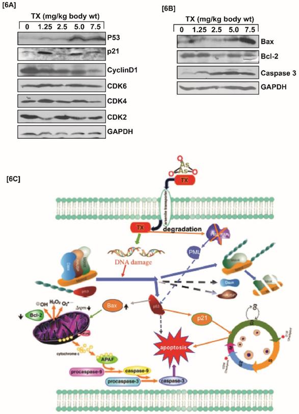 J Cancer Image