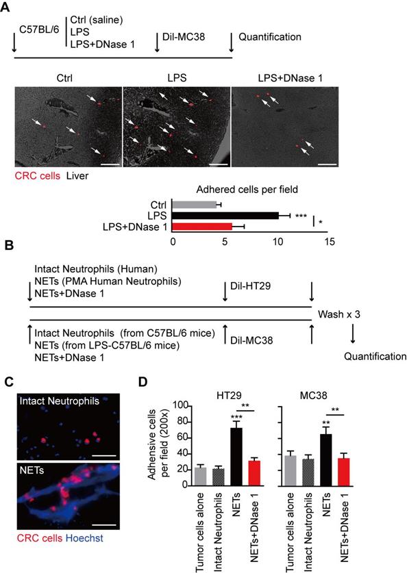 J Cancer Image