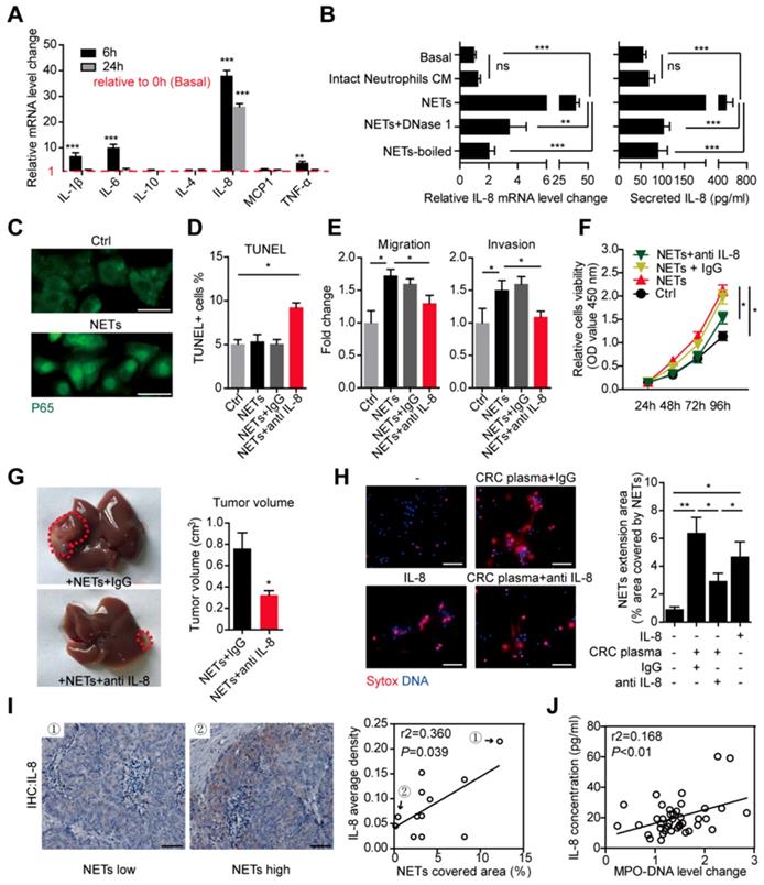 J Cancer Image