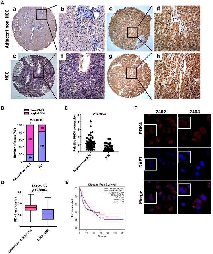 J Cancer Image