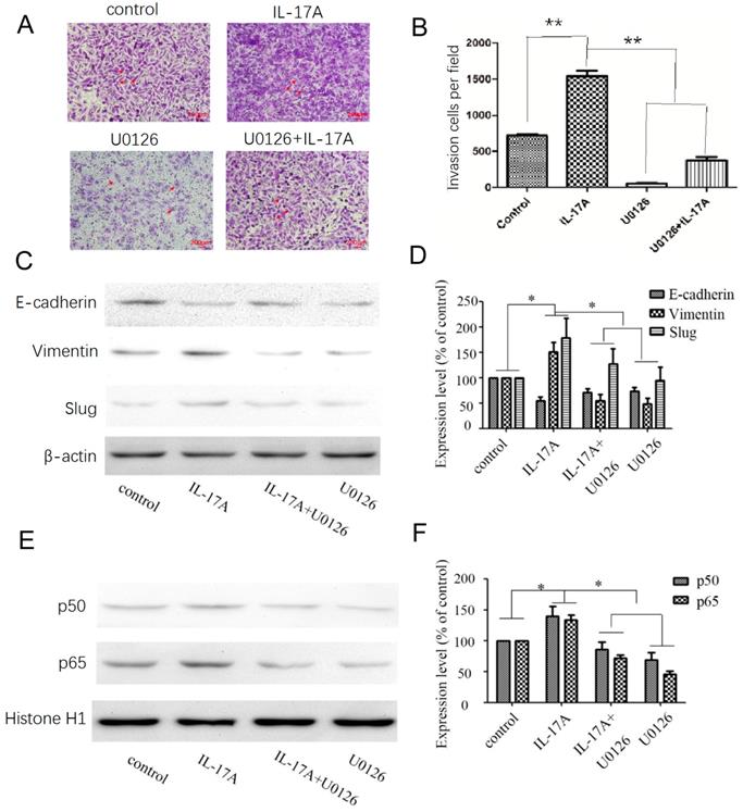 J Cancer Image