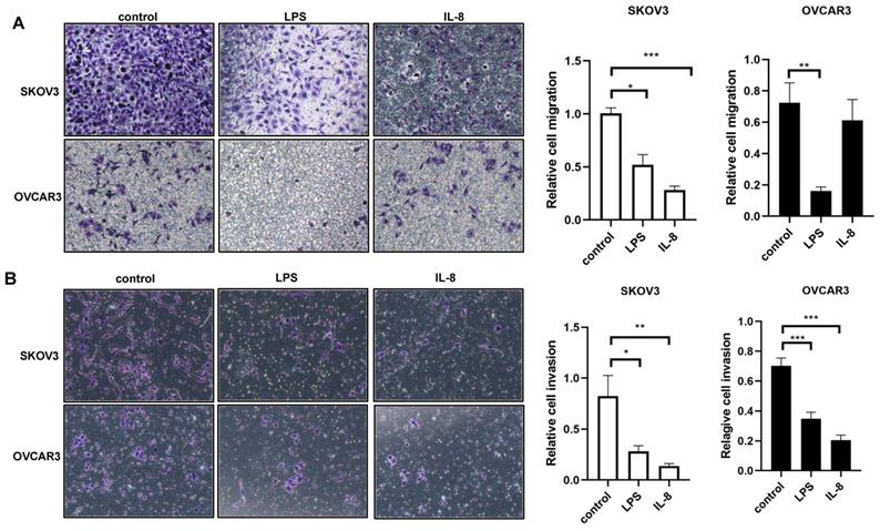 J Cancer Image