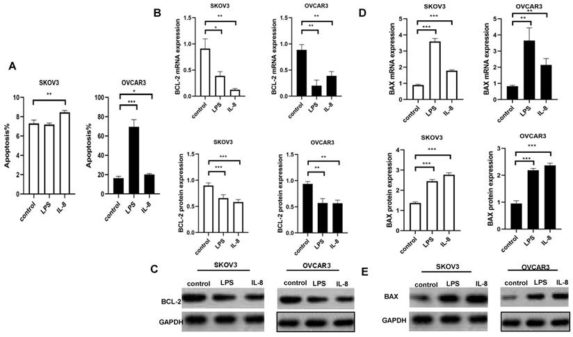 J Cancer Image